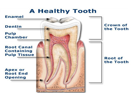 Root Canal San Antonio Dentist